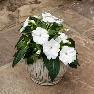 New Guinea impatiens hawkerii 'Tamarinda White' (13cm pot) - image 2