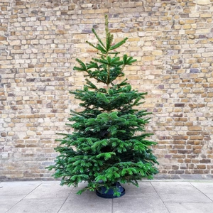 Nordmann Fir 10Ft  Real Cut Christmas Tree