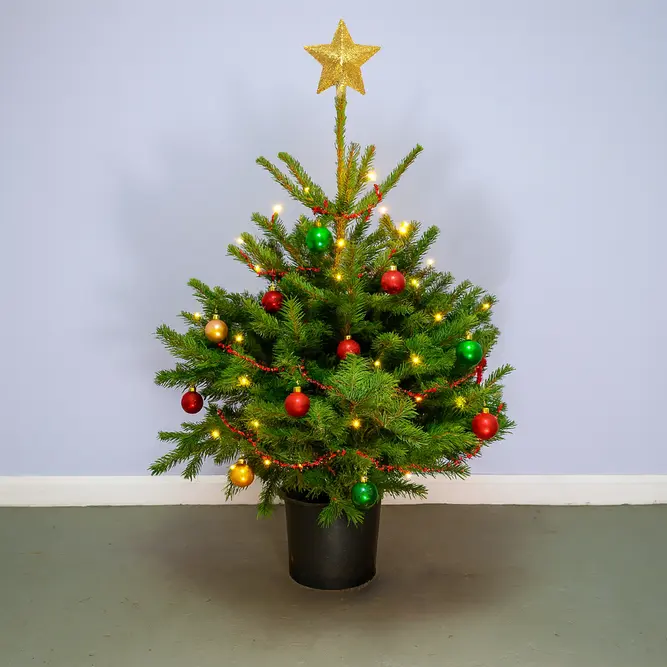 Nordmann Premium Pot Grown H100-125cm Real Christmas Tree - image 3