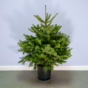 Nordmann Premium Pot Grown H100-125cm Real Christmas Tree - image 1