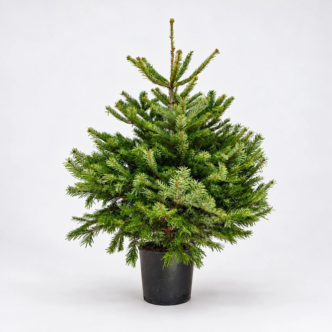 Nordmann Premium Pot Grown H100-125cm Real Christmas Tree - image 1