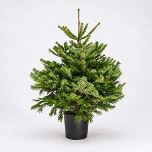 Nordmann Premium Pot Grown H100-125cm Real Christmas Tree