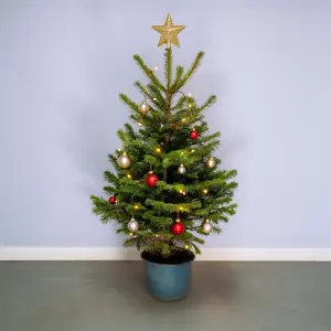 Nordmann Premium Pot Grown H125-150cm Real Christmas Tree - image 3