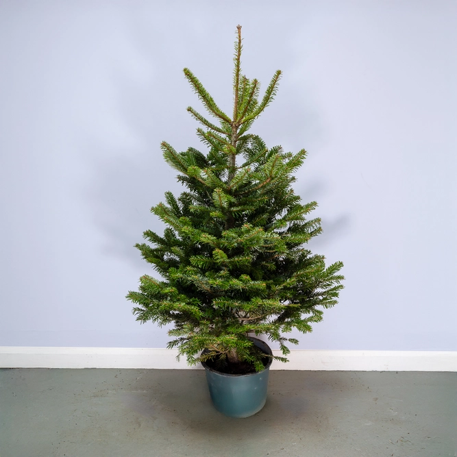 Nordmann Premium Pot Grown H125-150cm Real Christmas Tree - image 1