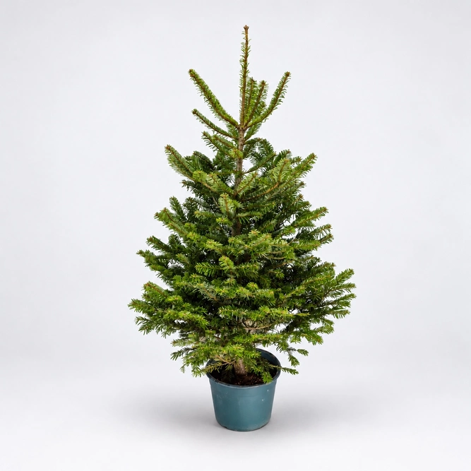 Nordmann Premium Pot Grown H125-150cm Real Christmas Tree - image 1