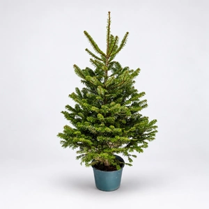 Nordmann Premium Pot Grown H125-150cm Real Christmas Tree