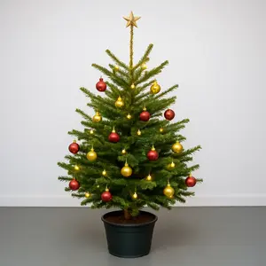 Nordmann Premium Pot Grown H60-80cm Real Christmas Tree - image 3