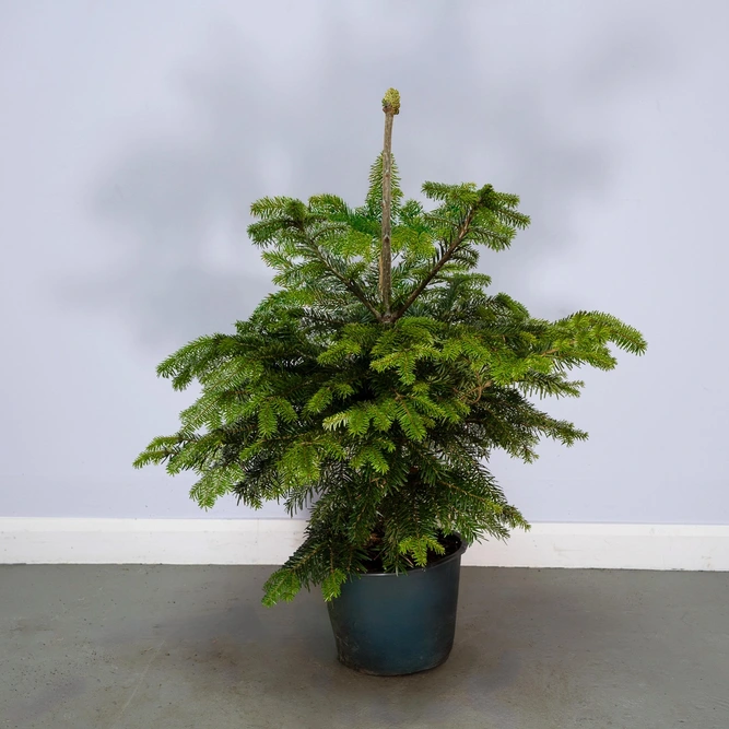 Nordmann Premium Pot Grown H60-80cm Real Christmas Tree - image 1