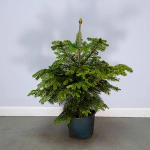 Nordmann Premium Pot Grown H60-80cm Real Christmas Tree - image 1