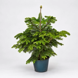 Nordmann Premium Pot Grown H60-80cm Real Christmas Tree