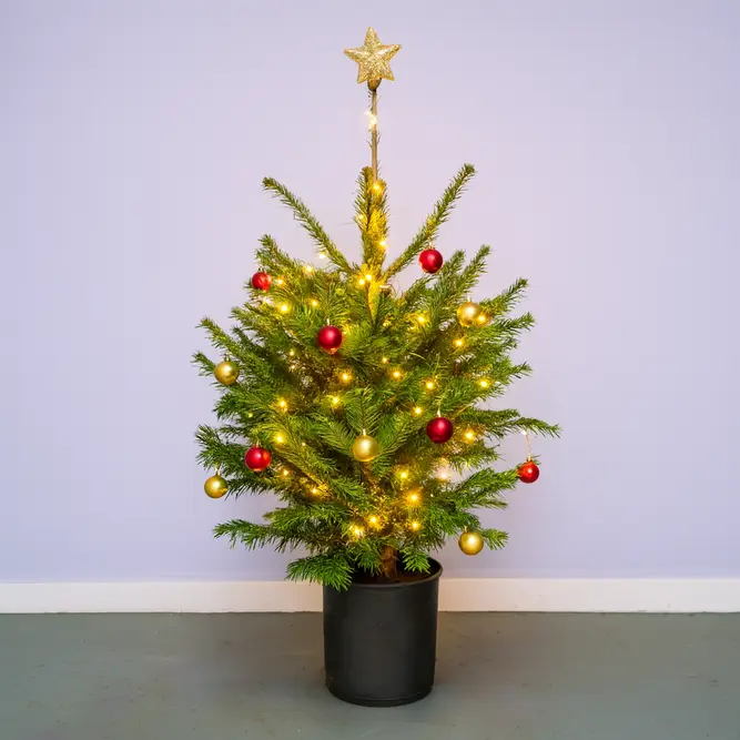 Nordmann Premium Pot Grown H80-100cm Real Christmas Tree - image 3