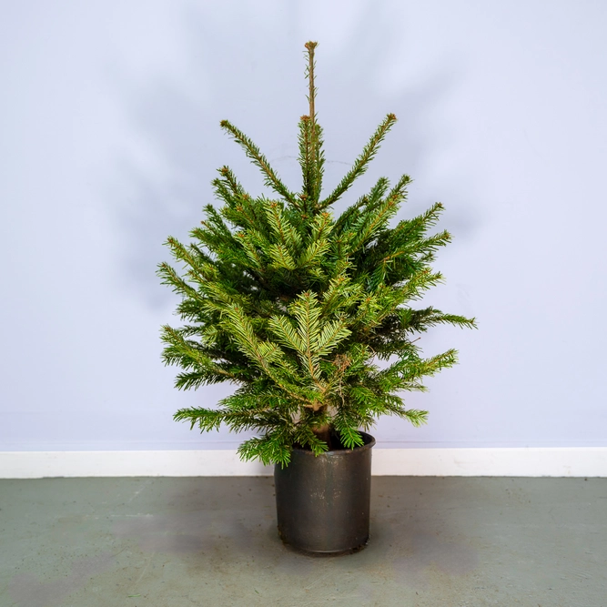 Nordmann Premium Pot Grown H80-100cm Real Christmas Tree - image 1