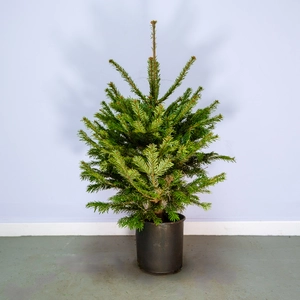 Nordmann Premium Pot Grown H80-100cm Real Christmas Tree - image 1