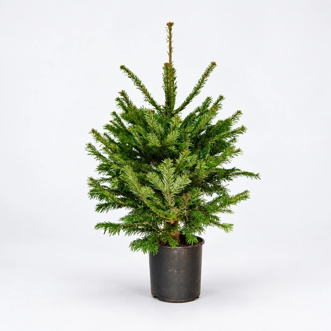 Nordmann Premium Pot Grown H80-100cm Real Christmas Tree - image 1
