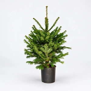 Nordmann Premium Pot Grown H80-100cm Real Christmas Tree