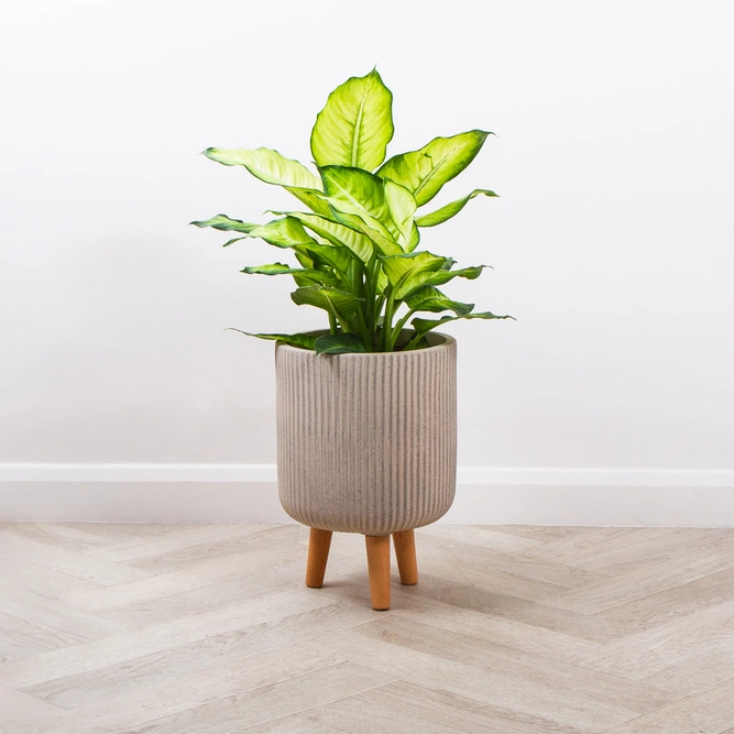 Nuovo Pot on Legs - Beige (D30cm x H46cm) Multi-use Indoor Plant Pot Cover On Legs - image 2