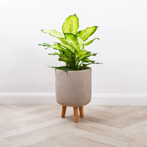 Nuovo Pot on Legs - Beige (D30cm x H46cm) Multi-use Indoor Plant Pot Cover On Legs - image 2