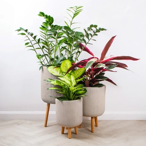 Nuovo Beige (D36cm x H64cm) Multi-use Indoor Plant Pot Cover On Legs - image 6
