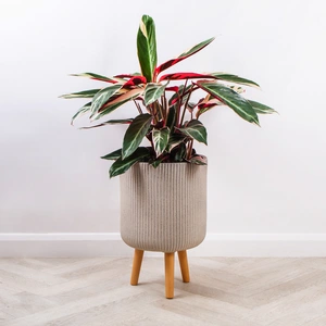 Nuovo Beige (D30cm x H46cm) Multi-use Indoor Plant Pot Cover On Legs - image 3