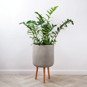 Nuovo Beige (D36cm x H64cm) Multi-use Indoor Plant Pot Cover On Legs - image 3