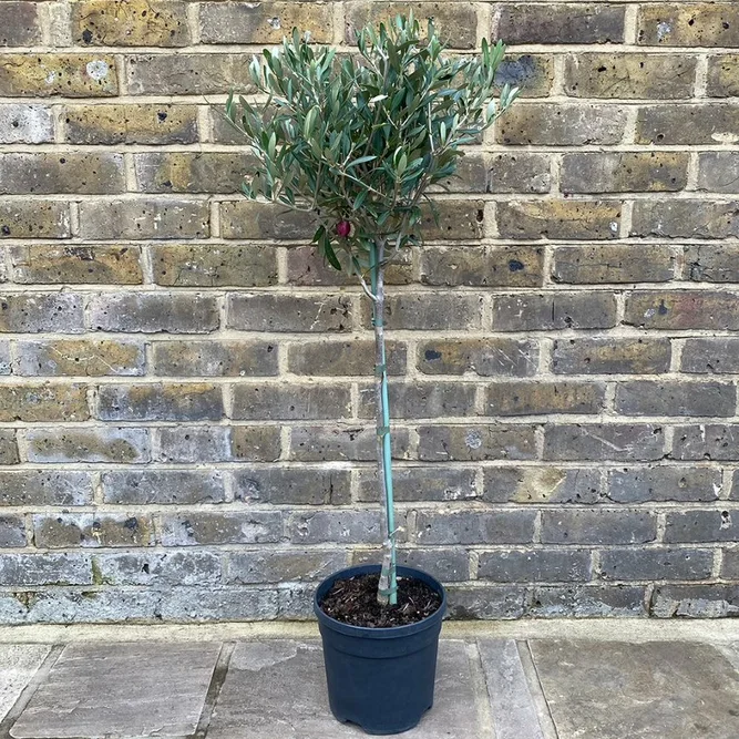 Olea europaea 1/4 Std (Clipped Head 30cm Diameter  Pot Size 5L) Olive Tree