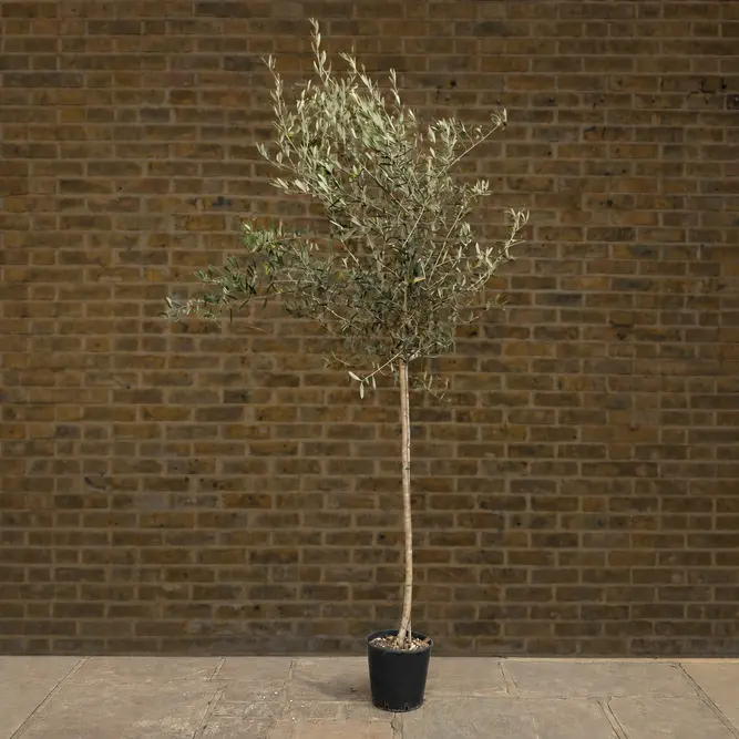 Olea europaea (Pot Size 10L) Olive