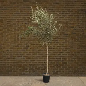 Olea europaea