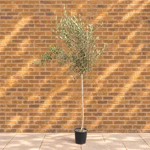 Olea europaea