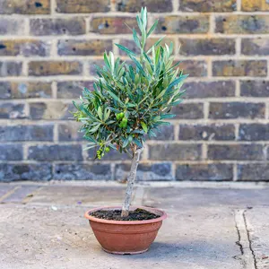 Olea europaea Bonsai Bowl (Pot Size 20cm)  Olive Tree