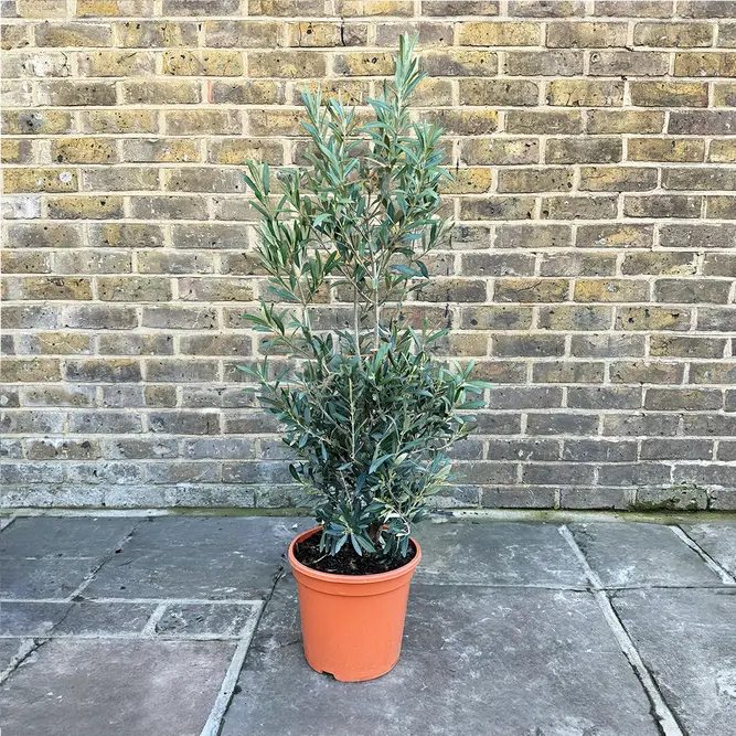 Olea europaea Bush (D30xH1.15cm) (Pot Size 10L) Olive Bush - image 1