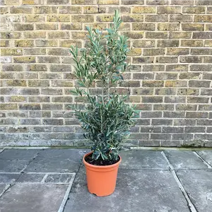 Olea europaea Bush (D30xH1.15cm) (Pot Size 10L) Olive Bush - image 1