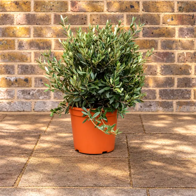 Olea europaea Bush (D30xH1.15cm) (Pot Size 10L) Olive Bush - image 1