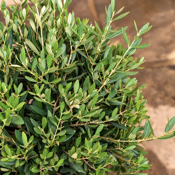 Olea europaea Bush (D30xH1.15cm) (Pot Size 10L) Olive Bush - image 2