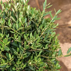 Olea europaea Bush (D30xH1.15cm) (Pot Size 10L) Olive Bush - image 2