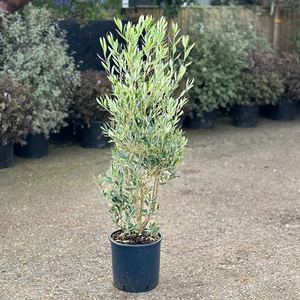 Olea europaea Bush (D40xH1.35cm) (Pot Size 10L) Olive Bush - image 1