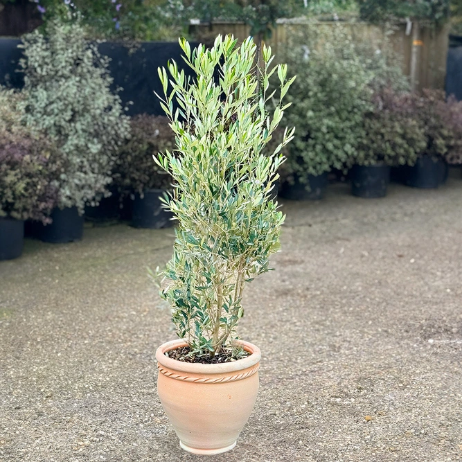 Olea europaea Bush (D40xH1.35cm) (Pot Size 10L) Olive Bush - image 3