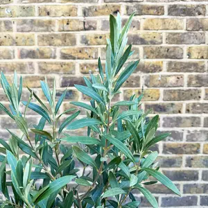 Olea europaea Bush (Pot Size 18cm) Olive Bush - image 2