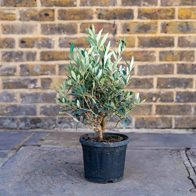 Olea europaea Bush (Pot Size 18cm) Olive Bush - image 1