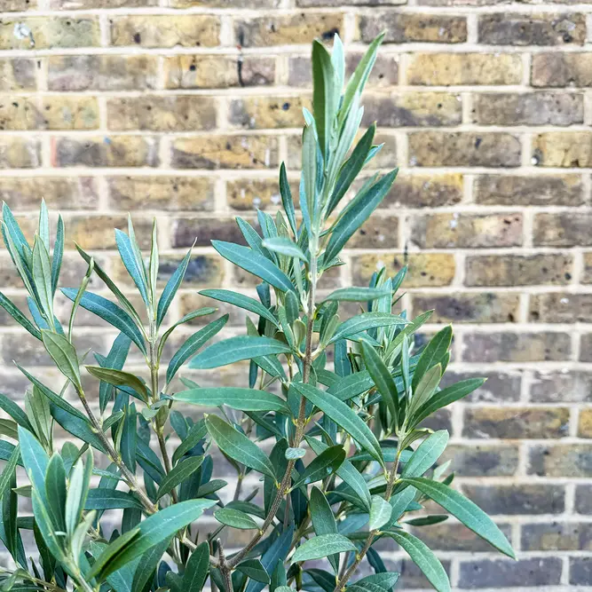 Olea europaea Bush (Pot Size 24cm) Olive Bush - image 2
