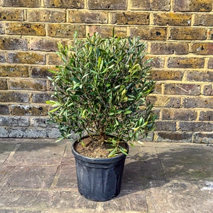 Olea europaea Bush (Pot Size 24cm) Olive Bush - image 1