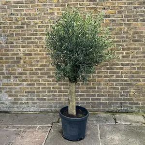 Olea europaea 'Clipped Head' 1/2 Standard (Pot Size 45L) Olive Tree - image 1
