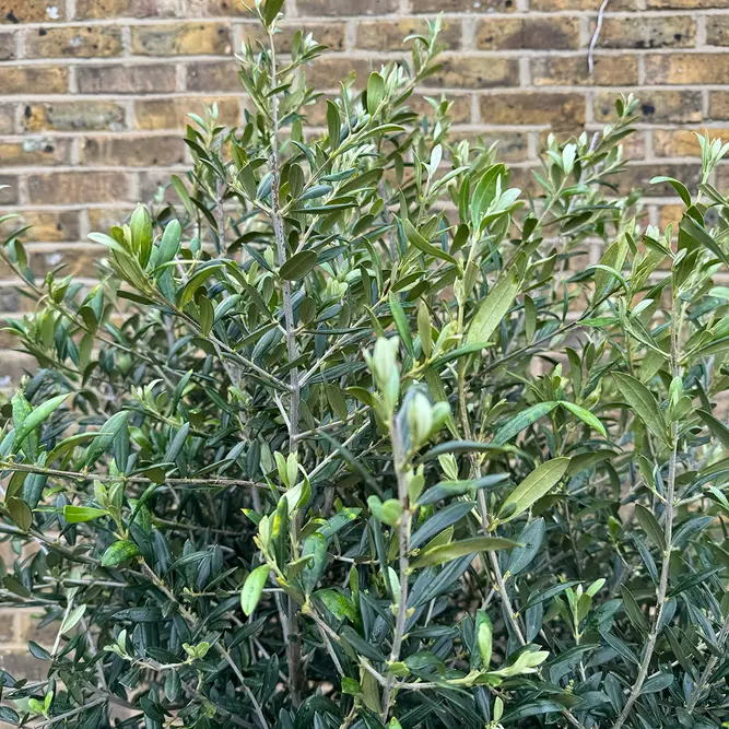 Olea europaea 'Clipped Head' 1/2 Standard (Pot Size 45L) Olive Tree - image 2