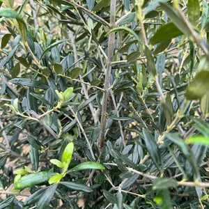Olea europaea 'Clipped Head' 1/2 Standard (Pot Size 45L) Olive Tree - image 3