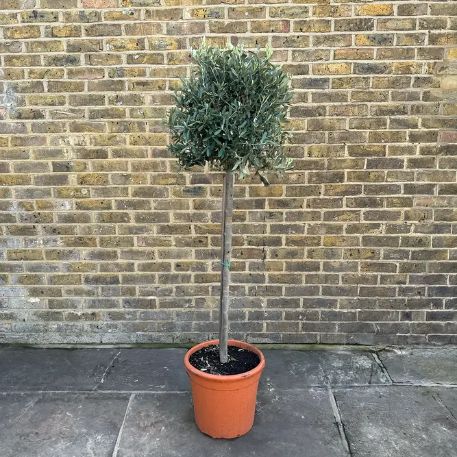 Olea europaea 'Clipped Head' (Trunk Girth 10-12cm) (Pot Size 30L) Olive Tree - image 1