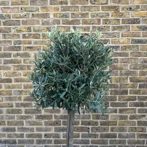 Olea europaea 'Clipped Head' (Trunk Girth 10-12cm) (Pot Size 30L) Olive Tree - image 2
