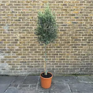 Olea europaea 'Clipped Head' (Trunk Girth 8-10cm) (Pot Size 15L) Olive Tree - image 1