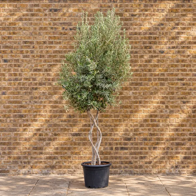 Olea europaea (Pot Size 65L) Common Olive - image 1