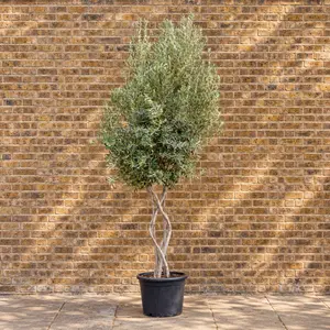 Olea europaea (Pot Size 65L) Common Olive - image 1