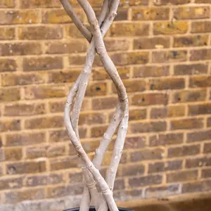 Olea europaea (Pot Size 65L) Common Olive - image 2