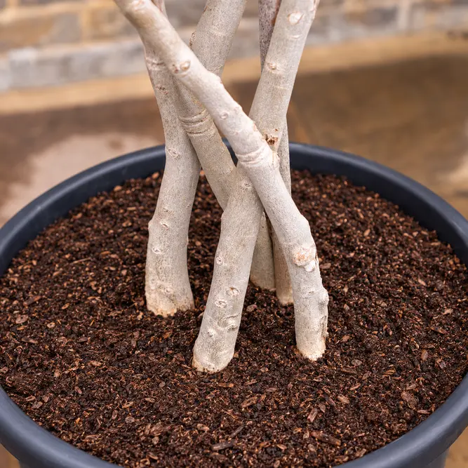 Olea europaea (Pot Size 65L) Common Olive - image 3